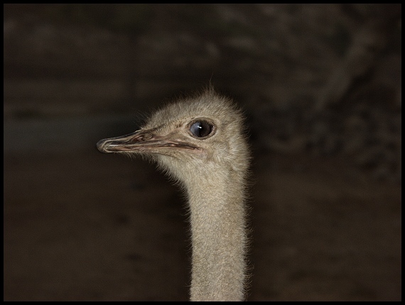 Some Bird