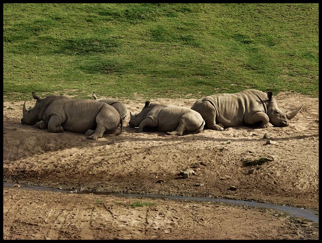 Rhinaperous