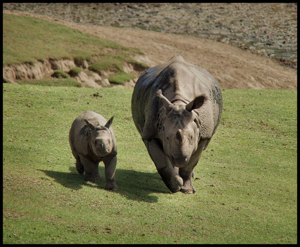 Rhinopair
