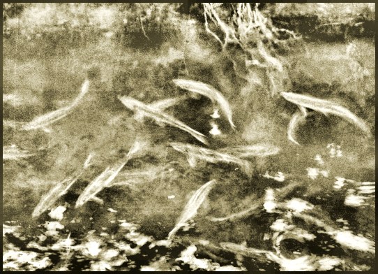 alewives