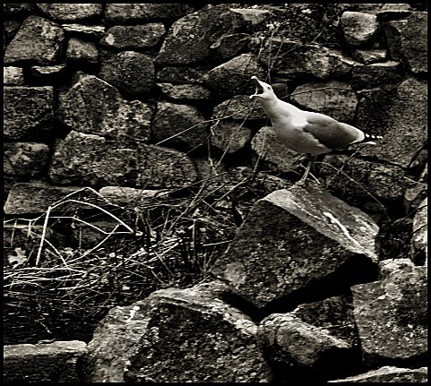 Squawk