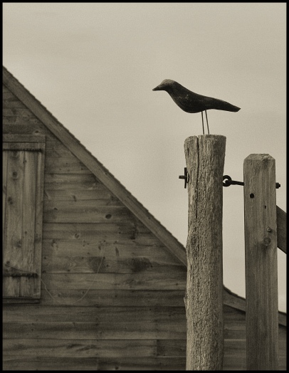 Bird