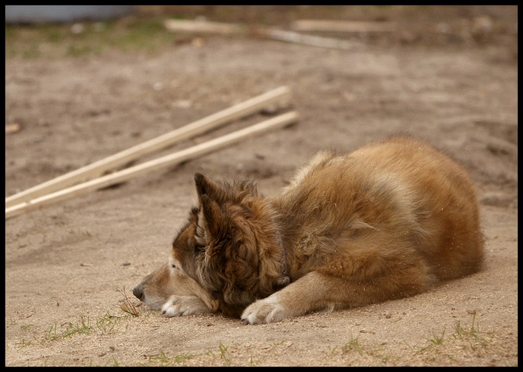Dognap