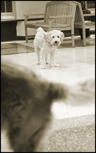 Terminaldogs