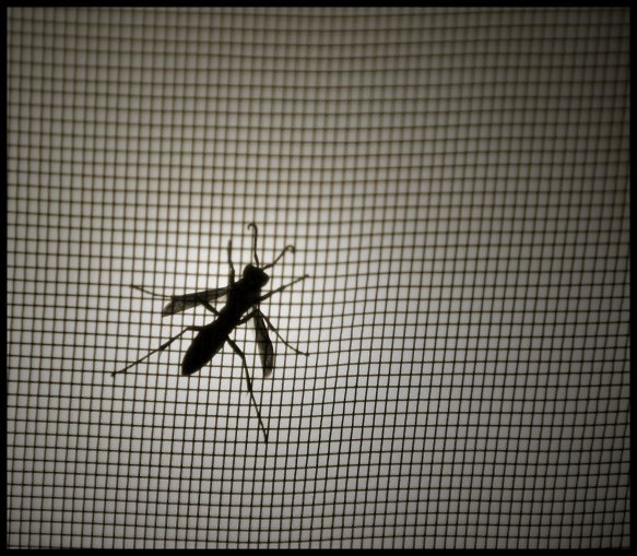 Wasp