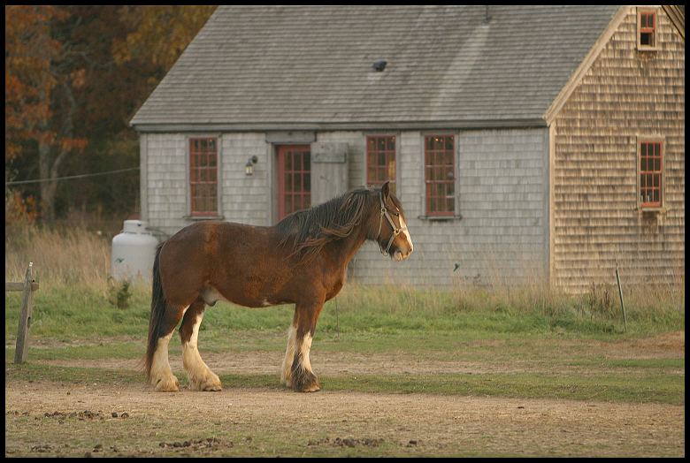 horse