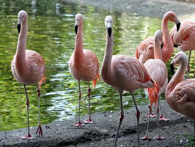 Phoenicopterus chilensis Chilean flamingo Chileense flamingo 