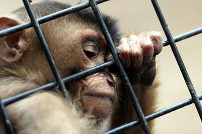 Macaca nemestrina<br>Pig-tailed Macaque<br>Laponderaap