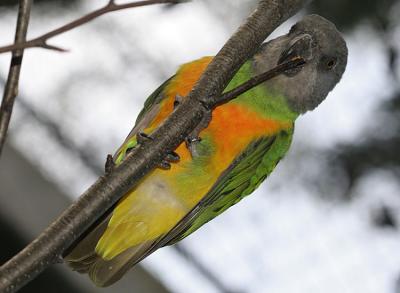 Poicephalus senegalus senegalusSenegal papagaai/Bont boertje