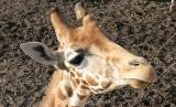 Giraffa camelopardalis <br> Giraffe