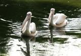 Pelicanus erythrorhynchos White pelican Witte pelikaan