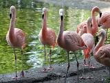 Phoenicopterus chilensis Chilean flamingo Chileense flamingo