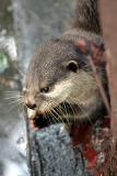 Aonyx cinerea Asian Small-Clawed OtterAziatische kleinklauwotter