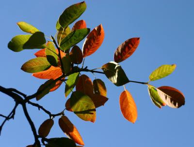 Foliage of an Ornamental  Fruit Tree in  Washington Square Park