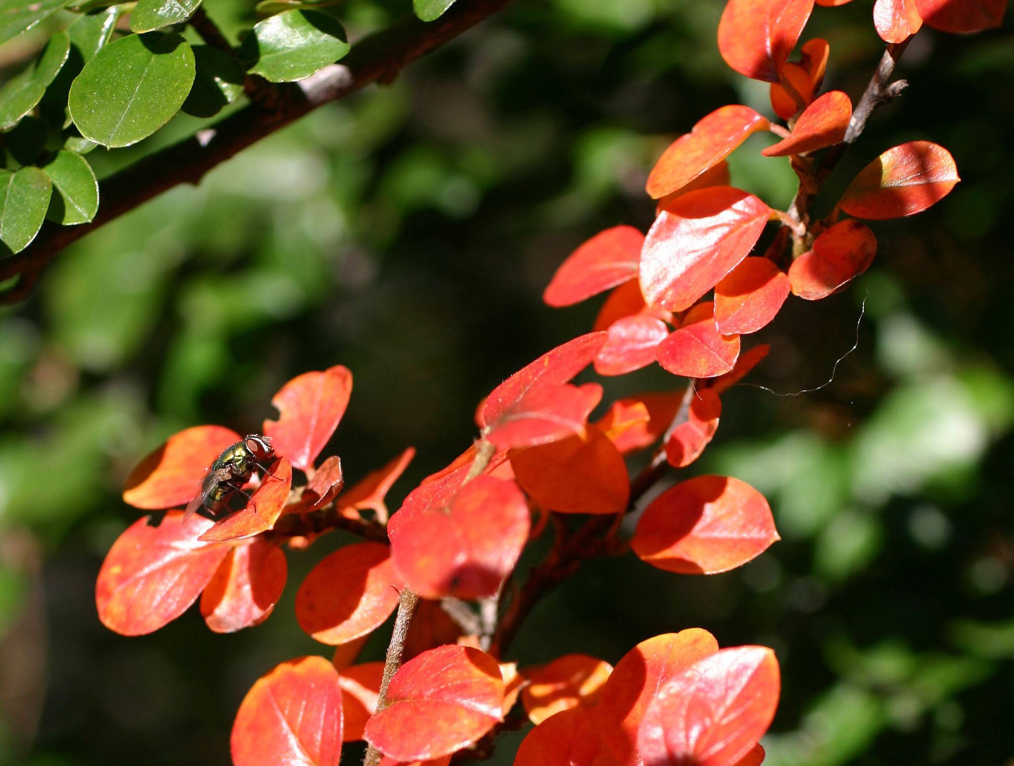 Berberis