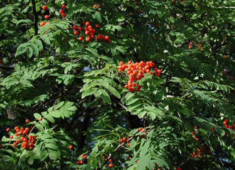 Sorbus-aucuparia.jpg