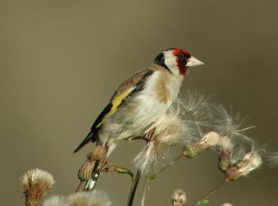 Carduelis-carduelis.jpg