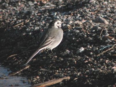 Motacilla-alba.jpg