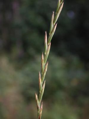 Elymus-repens.jpg