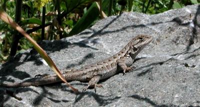 Fence Lizard