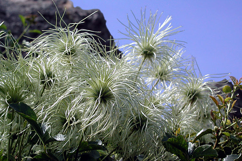 Fluffy whatchamathings