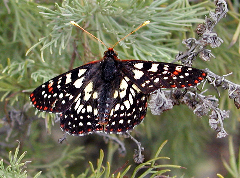 Checkerspot