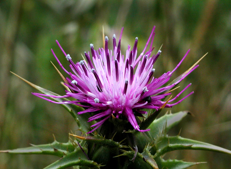 Spring Thistle