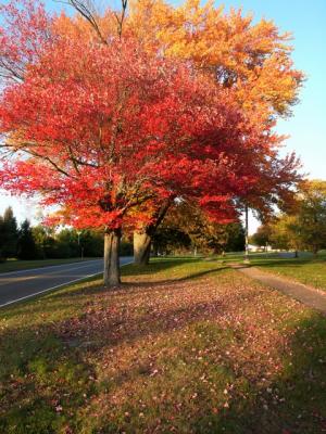 Autumn Colors