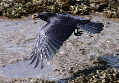 crow-4074.jpg