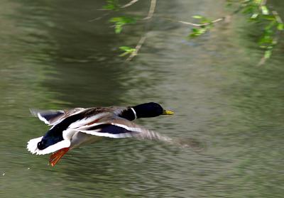 duckf-2452.jpg