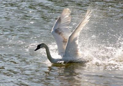 swan-wings2498.jpg