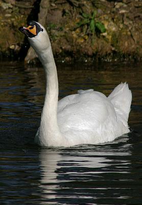 swan2320.jpg