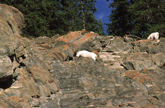 Mountain Goat.jpg