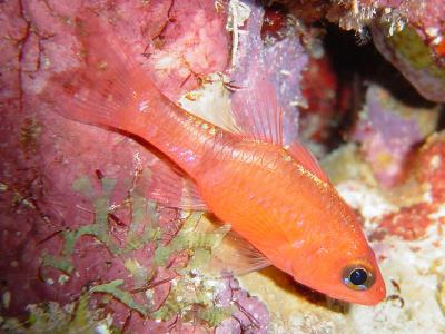 Cardinalfish