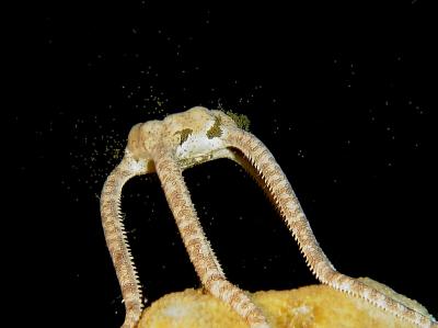 Spawning Brittle Star