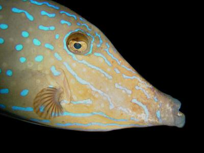 Scrawled Filefish 3