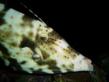 Scrawled Filefish