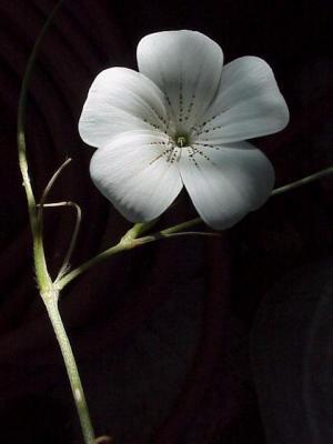 Agrostemma,alba*