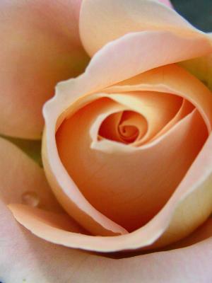 apricot rose w drop