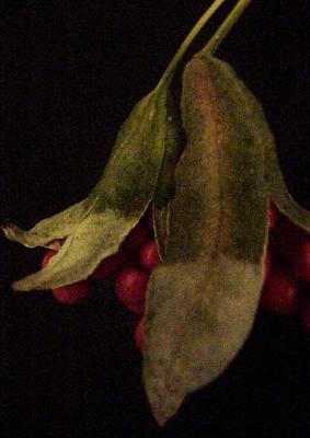Eucalyptus pod*