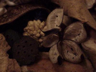 still life seed pods *