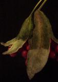 Eucalyptus pod*