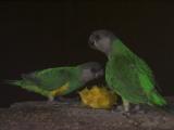 parrots 2