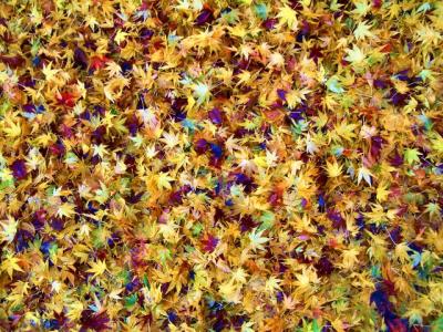 Mosaic of Leaves