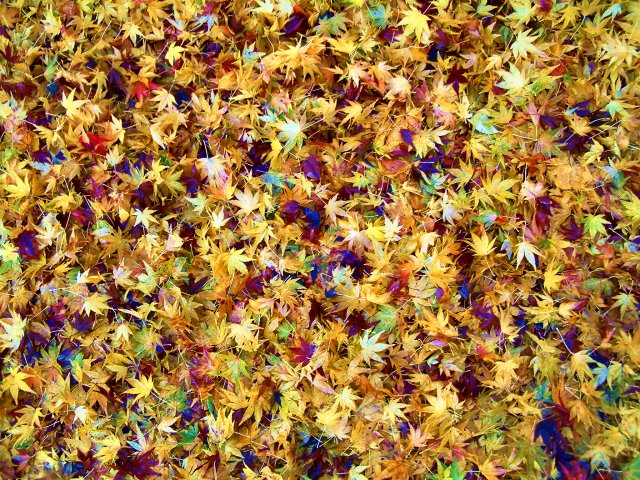 Mosaic of Leaves