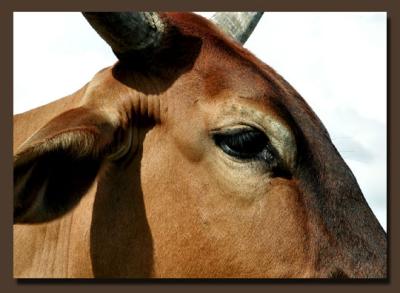 Cattle Study