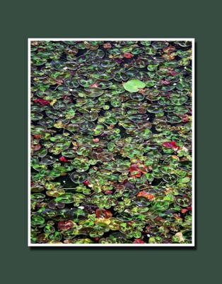 Water Plant Mosaic