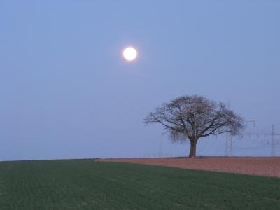 moontree.JPG
