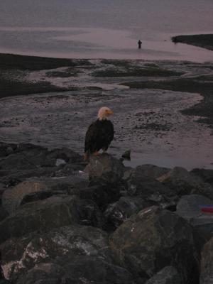 Bald Eagle looking for handouts
