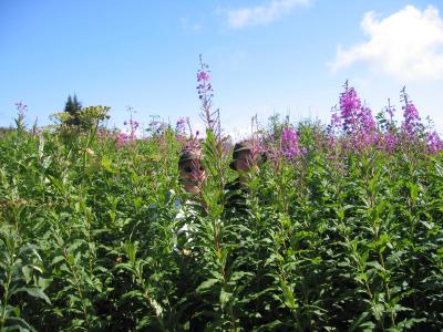 Hiding out in the Fireweed